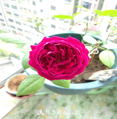 忙里偷閑，推薦5個(gè)月季品種，花色鮮艷還好養(yǎng)(圖6)
