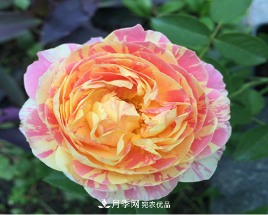 忙里偷閑，推薦5個(gè)月季品種，花色鮮艷還好養(yǎng)(圖5)