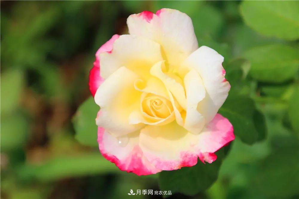 月季為什么一直不開(kāi)花？問(wèn)題出現(xiàn)這里(圖1)