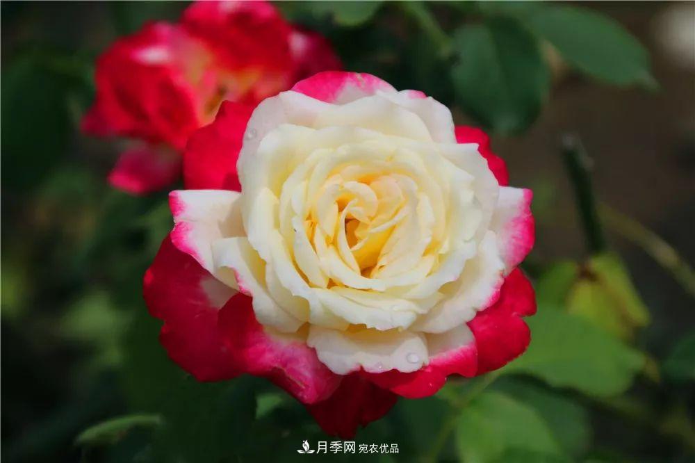 月季為什么一直不開(kāi)花？問(wèn)題出現(xiàn)這里(圖2)