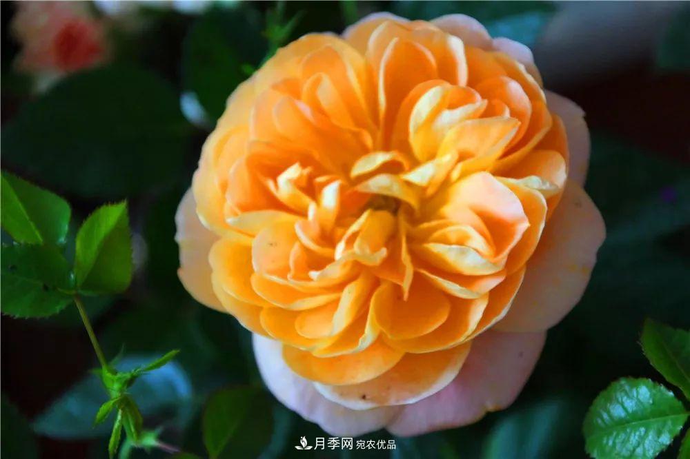 月季為什么一直不開(kāi)花？問(wèn)題出現(xiàn)這里(圖3)