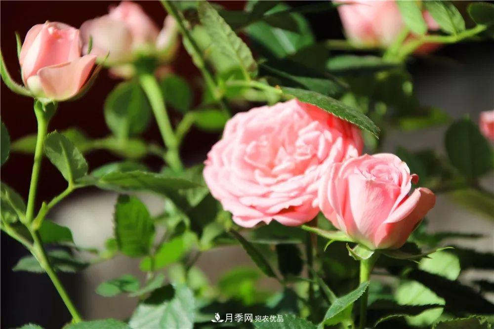 月季為什么一直不開(kāi)花？問(wèn)題出現(xiàn)這里(圖4)