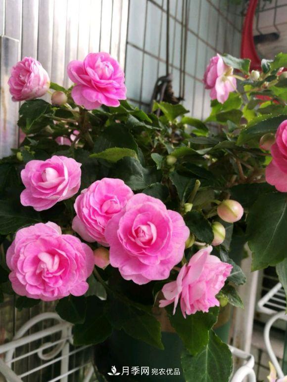 比月季開花多，比茉莉好看，花瓣層層疊疊似牡丹，花期300天(圖1)