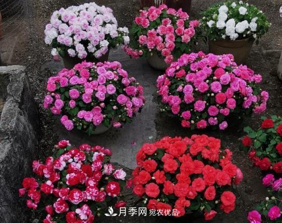 比月季開花多，比茉莉好看，花瓣層層疊疊似牡丹，花期300天(圖3)