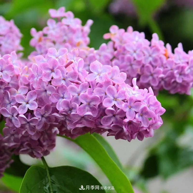 原來花草也會“相克”，4種花千萬別放在一起養(yǎng)(圖2)