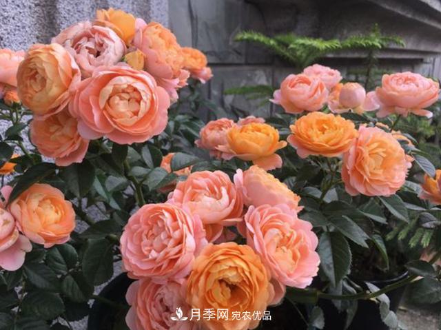 家中養(yǎng)月季花，老是愛(ài)黑桿？原來(lái)是2個(gè)“細(xì)節(jié)”犯了錯(cuò)(圖2)