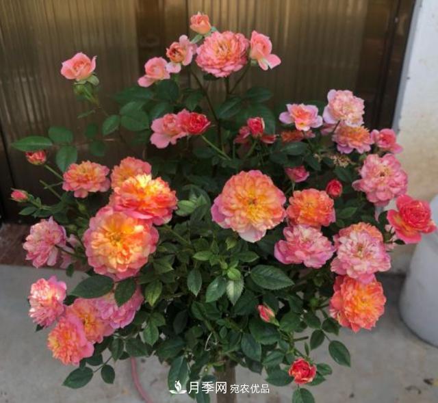 夏季購買月季花，葉片發(fā)黃嘩嘩掉，學(xué)會1招緩苗，新芽呼呼冒不停(圖2)