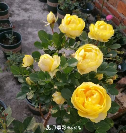 夏季購買月季花，葉片發(fā)黃嘩嘩掉，學(xué)會1招緩苗，新芽呼呼冒不停(圖3)