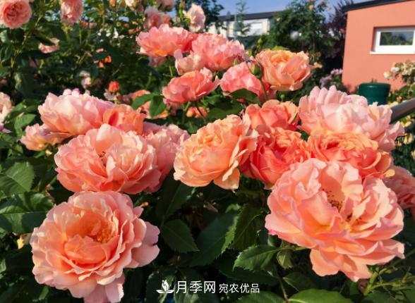 盆栽月季花，如何配土才合適？偷偷告訴你，保證“2點(diǎn)”就夠了(圖2)