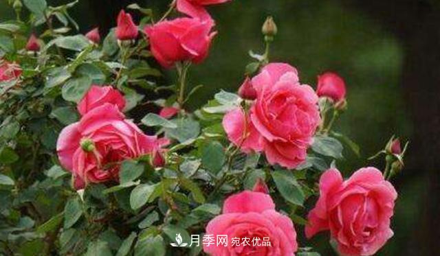嫁接月季花，注意4個(gè)“要點(diǎn)”，輕松提高成活率(圖1)