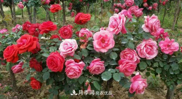 嫁接月季花，注意4個(gè)“要點(diǎn)”，輕松提高成活率(圖3)