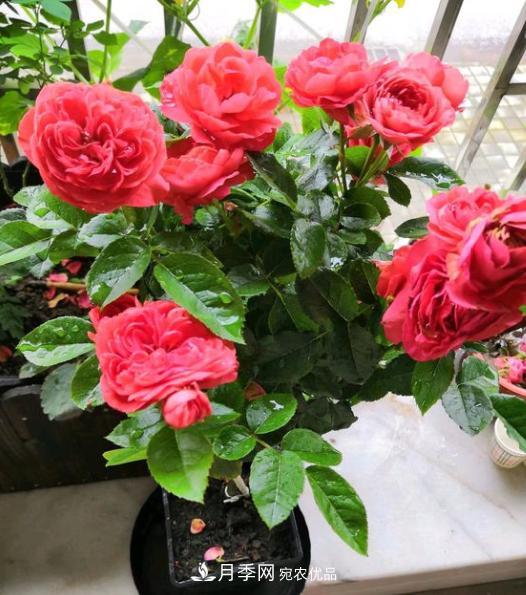 嫁接月季花，注意4個(gè)“要點(diǎn)”，輕松提高成活率(圖2)