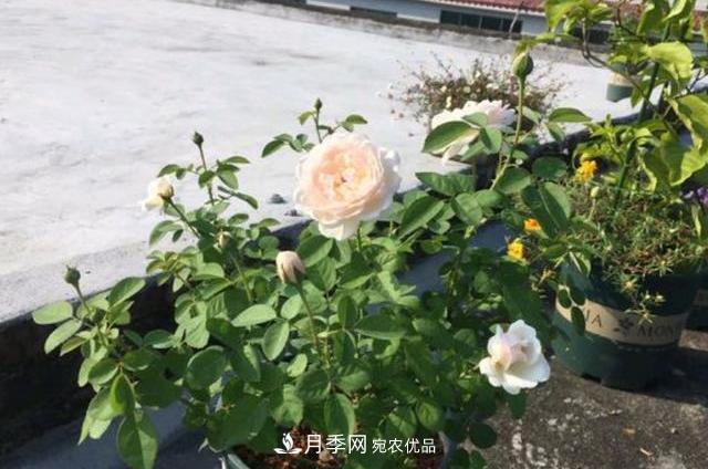 3分鐘學(xué)會扦插月季花，一棵變十棵，100%成活！(圖1)