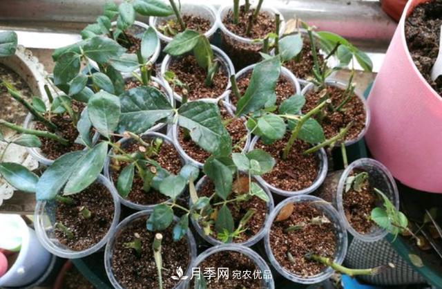 3分鐘學(xué)會扦插月季花，一棵變十棵，100%成活！(圖2)