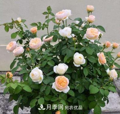 扦插月季花，幾月***合適？掌握幾個“關鍵點”，扦插都沒問題(圖1)
