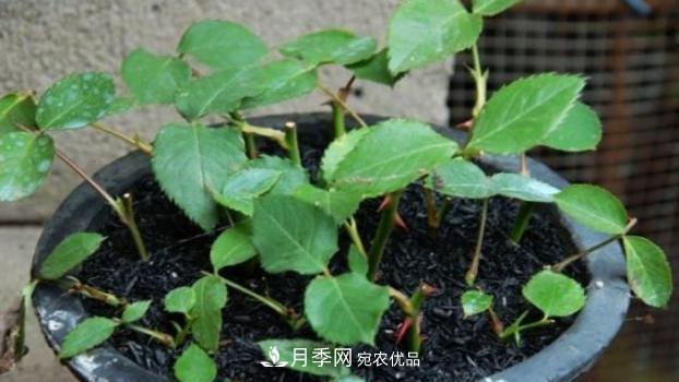 扦插月季花，幾月***合適？掌握幾個“關鍵點”，扦插都沒問題(圖2)