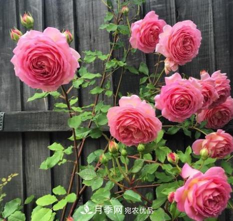 扦插月季花，幾月***合適？掌握幾個“關鍵點”，扦插都沒問題(圖4)
