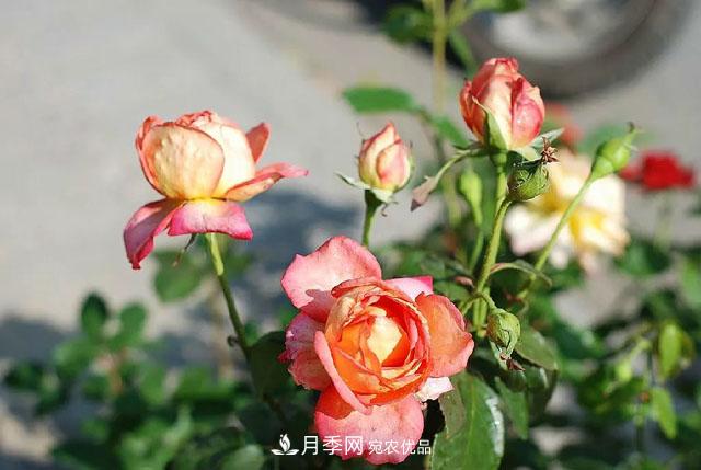 月季過冬做好這5點(diǎn)，來年春天長得旺，開花多到壓彎枝頭(圖1)