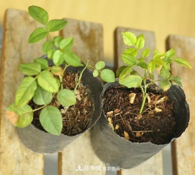 月季過冬做好這5點(diǎn)，來年春天長得旺，開花多到壓彎枝頭(圖2)
