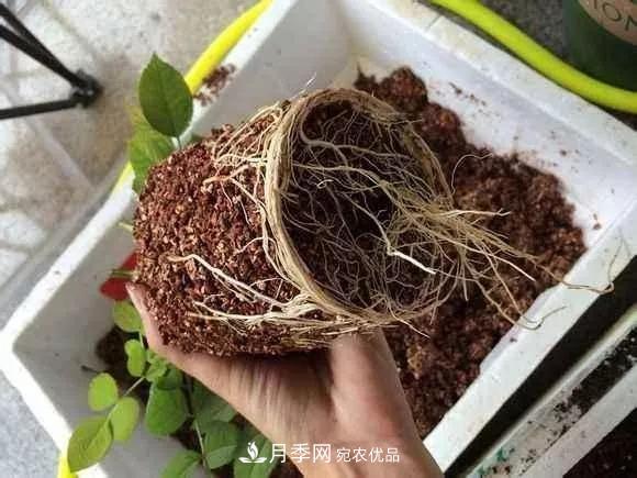 月季過冬做好這5點(diǎn)，來年春天長得旺，開花多到壓彎枝頭(圖3)