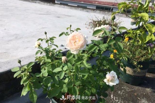 買到黃泥裹根的月季花，教你1招換盆，緩苗快速生根(圖3)