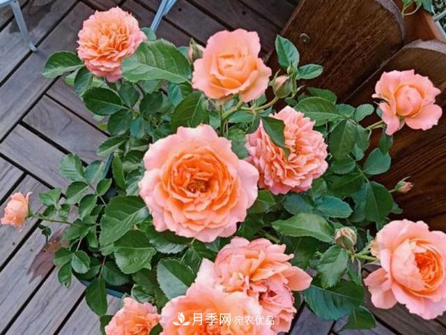 買到黃泥裹根的月季花，教你1招換盆，緩苗快速生根(圖2)