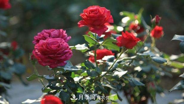 買到黃泥裹根的月季花，教你1招換盆，緩苗快速生根(圖1)