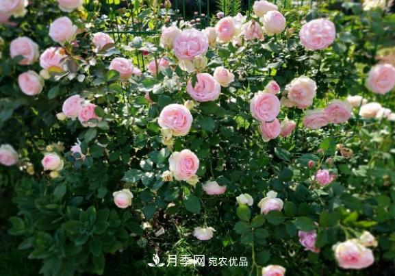 盆栽月季花，如何配土才合適？保證2點(diǎn)就夠了(圖2)