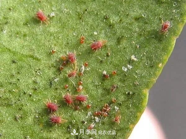 夏天月季花愛生蟲？幾個小方法輕松應(yīng)對六大蟲害！(圖1)