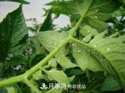 夏天月季花愛生蟲？幾個小方法輕松應(yīng)對六大蟲害！(圖4)