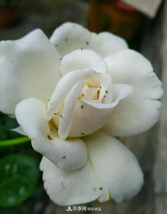 夏天月季花愛生蟲？幾個小方法輕松應(yīng)對六大蟲害！(圖3)