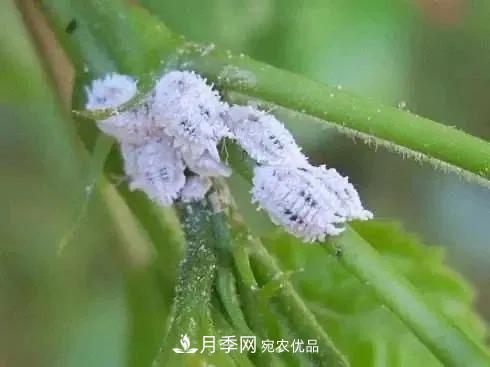 夏天月季花愛生蟲？幾個小方法輕松應(yīng)對六大蟲害！(圖5)