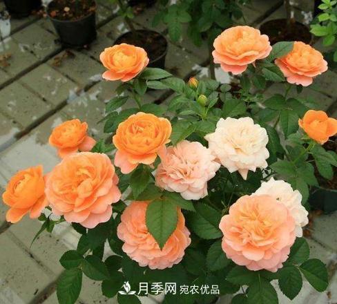 陽(yáng)臺(tái)養(yǎng)月季，問(wèn)題太多？教你幾招，植株健壯開花旺！(圖1)