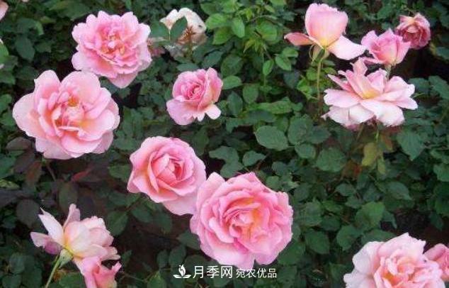 陽(yáng)臺(tái)養(yǎng)月季，問(wèn)題太多？教你幾招，植株健壯開花旺！(圖4)