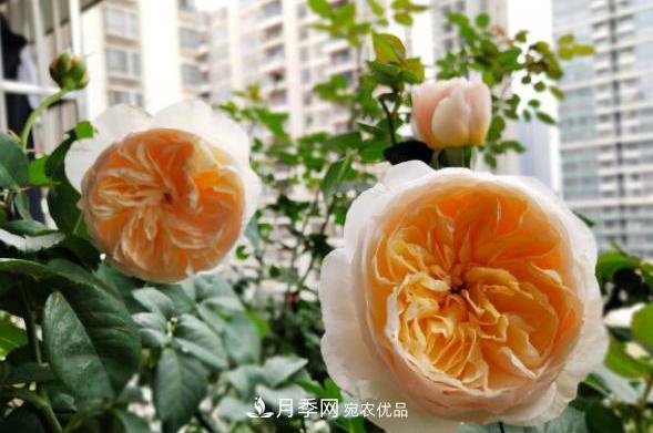 陽(yáng)臺(tái)養(yǎng)月季，問(wèn)題太多？教你幾招，植株健壯開花旺！(圖5)