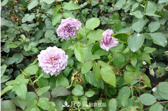 供應南陽月季，花中皇后，月月花開月月紅(圖2)