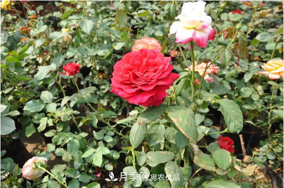 供應南陽月季，花中皇后，月月花開月月紅(圖1)