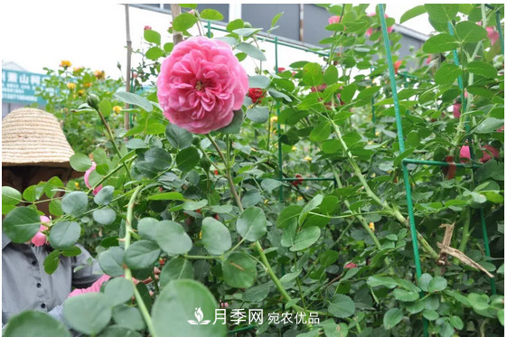 供應南陽月季，花中皇后，月月花開月月紅(圖4)