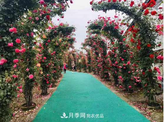 供應南陽月季，花中皇后，月月花開月月紅(圖3)
