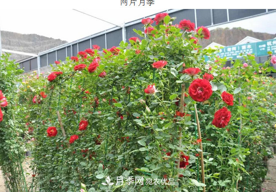 供應南陽月季，花中皇后，月月花開月月紅(圖7)