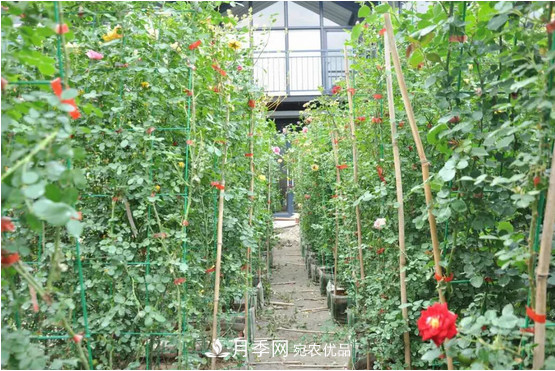 供應南陽月季，花中皇后，月月花開月月紅(圖6)