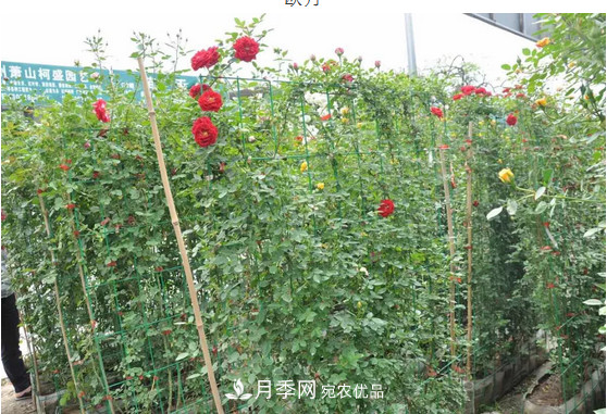 供應南陽月季，花中皇后，月月花開月月紅(圖5)