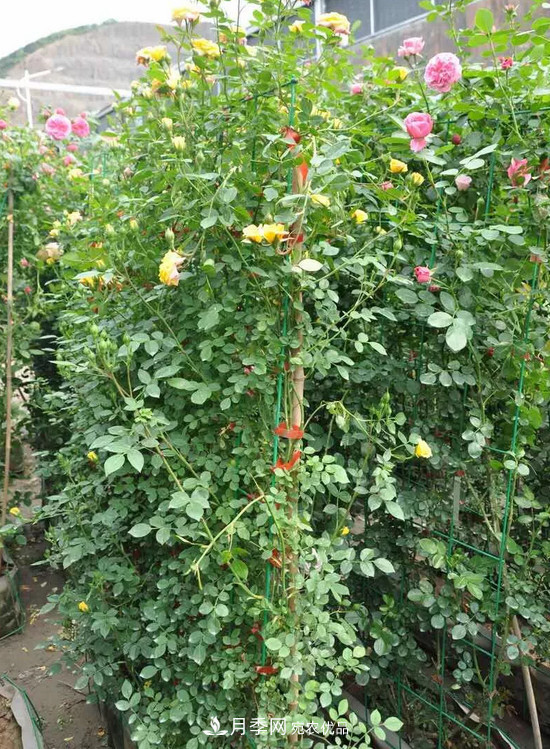 供應南陽月季，花中皇后，月月花開月月紅(圖8)
