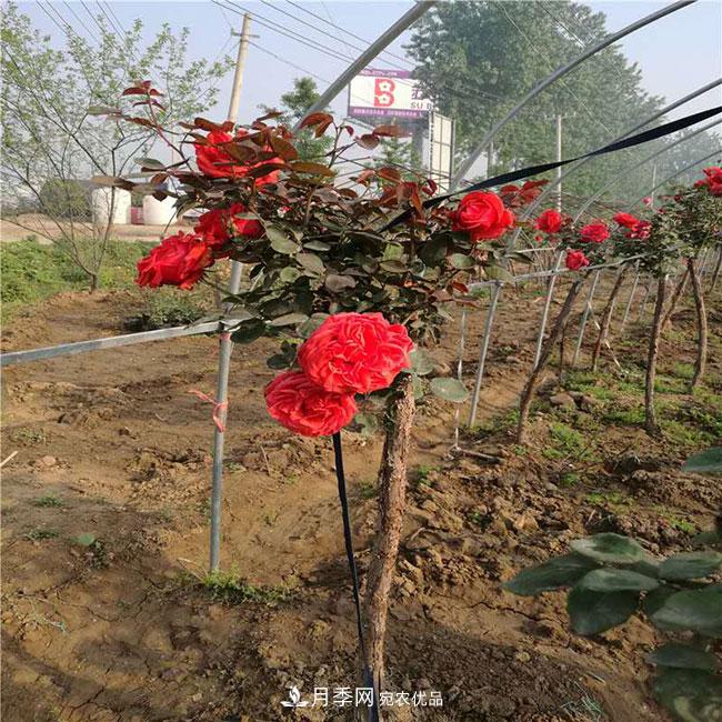 月季花的產(chǎn)地是哪里？南陽(yáng)產(chǎn)的月季花好？(圖1)