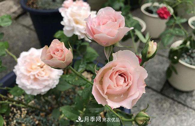 月季花的產(chǎn)地是哪里？南陽(yáng)產(chǎn)的月季花好？(圖3)