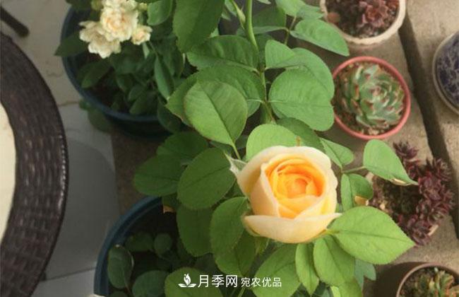 月季花的產(chǎn)地是哪里？南陽(yáng)產(chǎn)的月季花好？(圖2)