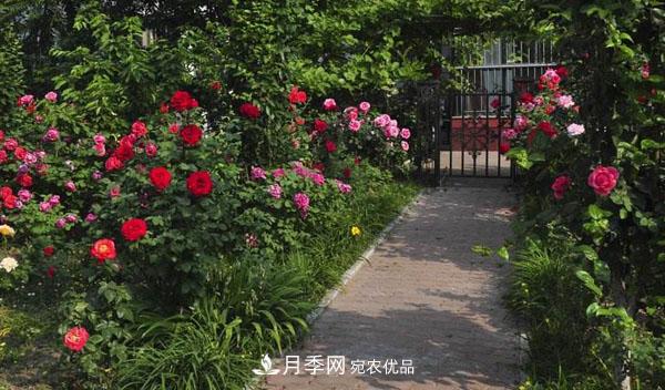 月季花有哪些品種？藤本大花月季品種介紹大全(圖3)
