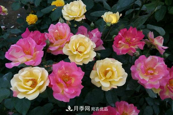 月季花有哪些品種？藤本大花月季品種介紹大全(圖2)