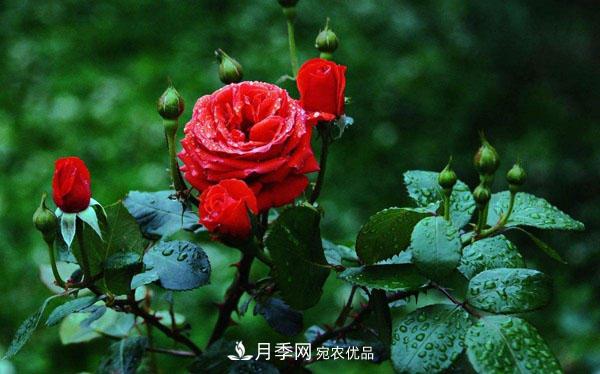 月季花有哪些品種？藤本大花月季品種介紹大全(圖1)