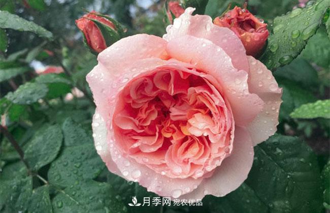 月季花的花語是什么？月季花的寓意和象征(圖1)